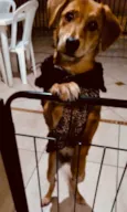 Bella