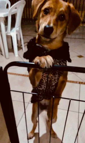 Cachorro raça Sem raça  idade 7 a 11 meses nome Bella