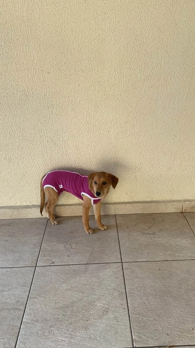 Cachorro raça Sem raça  idade 7 a 11 meses nome Bella