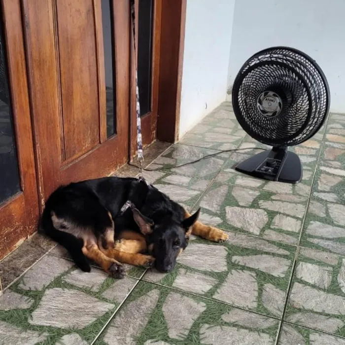 Cachorro ra a Pastor Alemão  idade 1 ano nome Brehme