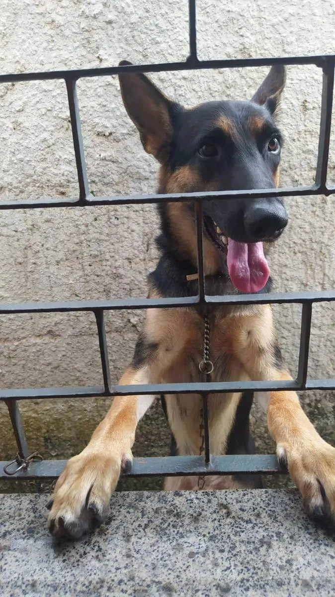 Cachorro ra a Pastor Alemão  idade 1 ano nome Brehme