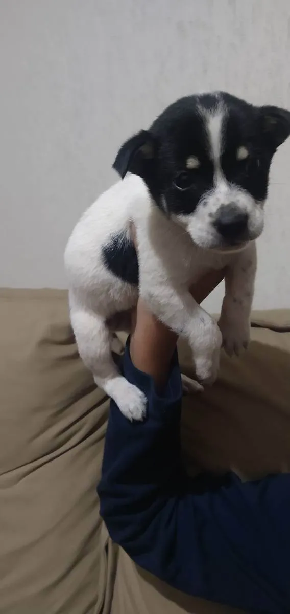 Cachorro ra a Srd idade Abaixo de 2 meses nome Todynho 