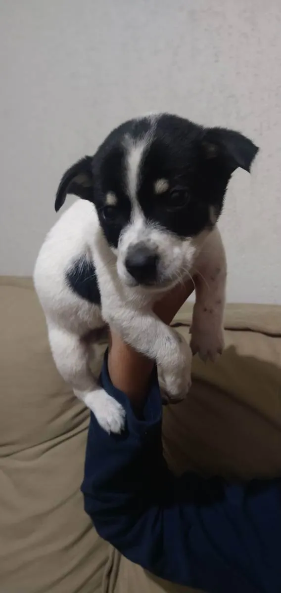 Cachorro ra a Srd idade Abaixo de 2 meses nome Todynho 