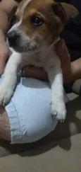 Caramelo 
