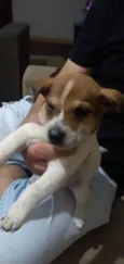 Caramelo 