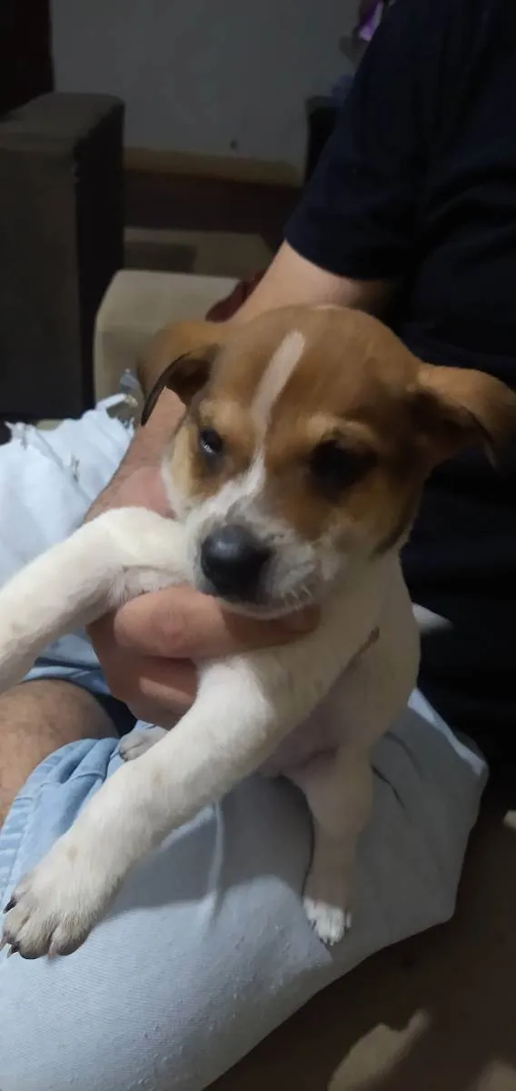 Cachorro ra a Srd idade Abaixo de 2 meses nome Caramelo 