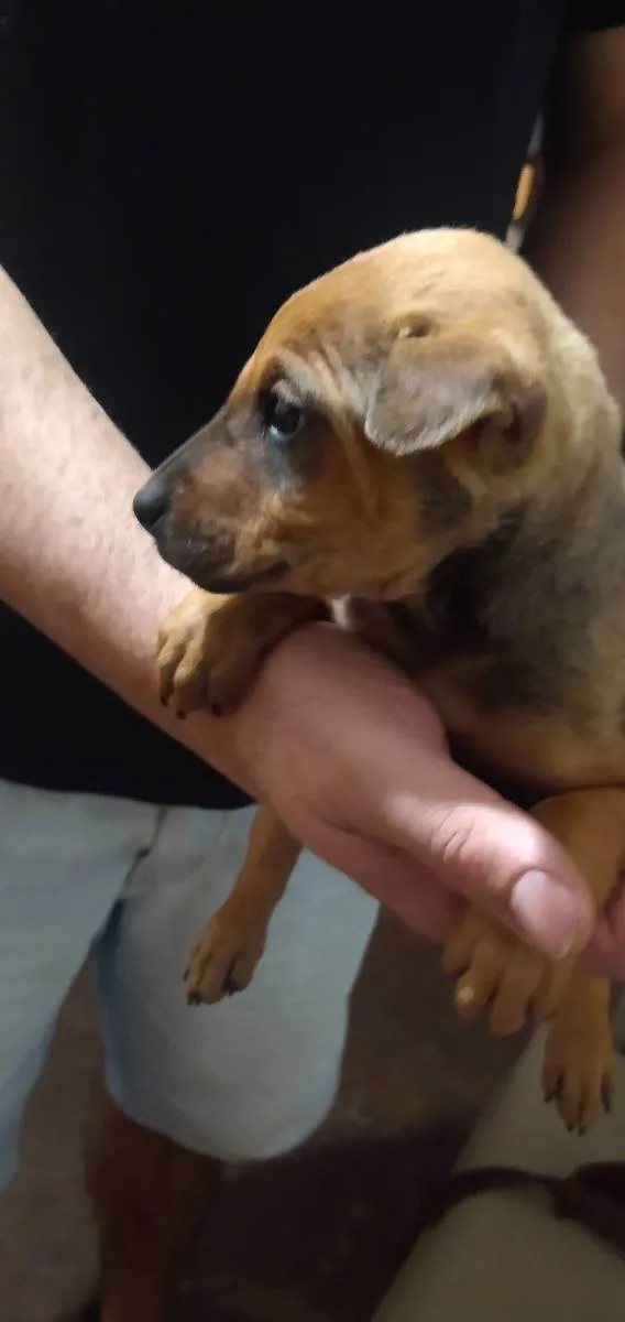 Cachorro ra a Srd idade Abaixo de 2 meses nome Buggie