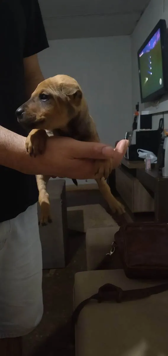 Cachorro ra a Srd idade Abaixo de 2 meses nome Buggie