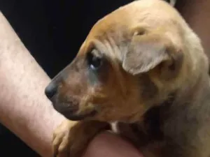 Cachorro raça Srd idade Abaixo de 2 meses nome Buggie