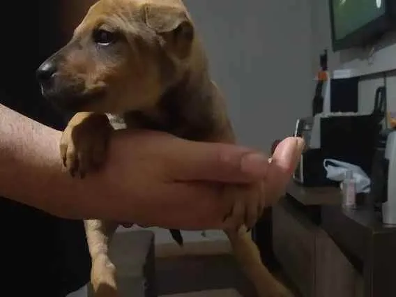 Cachorro ra a Srd idade Abaixo de 2 meses nome Buggie