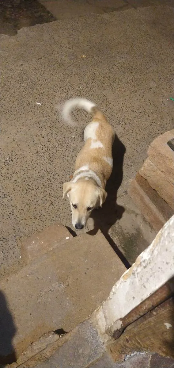 Cachorro ra a  idade 1 ano nome Nanda