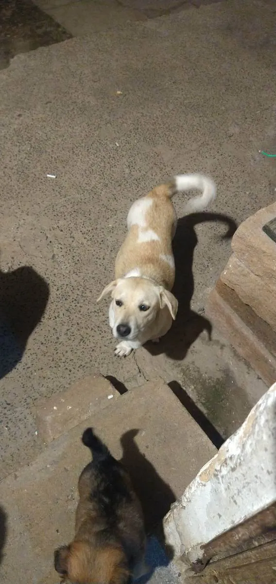 Cachorro ra a  idade 1 ano nome Nanda