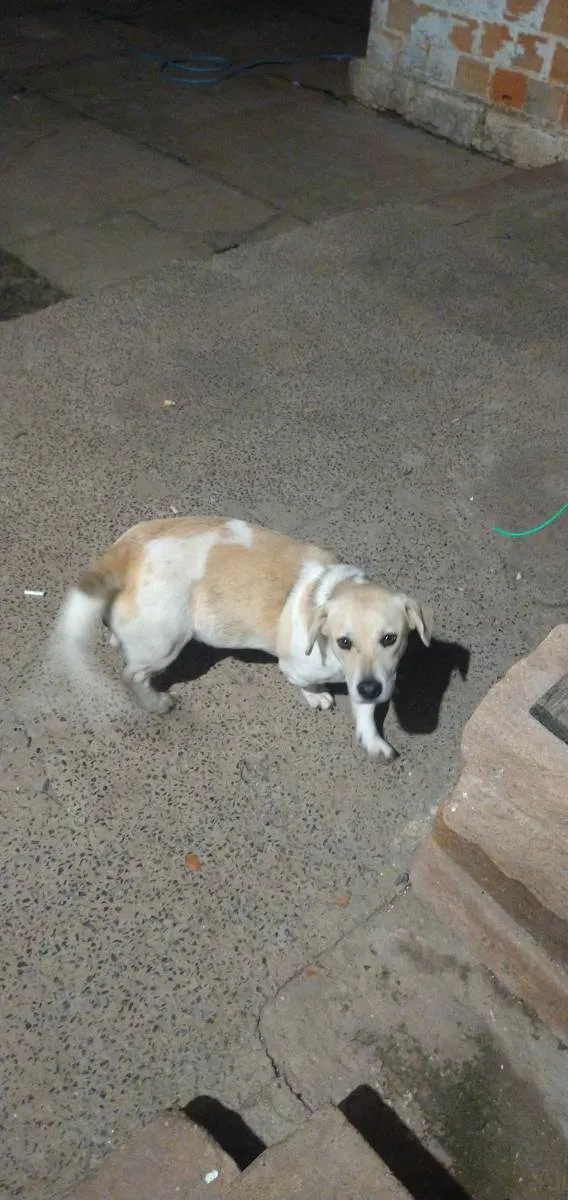 Cachorro ra a  idade 1 ano nome Nanda