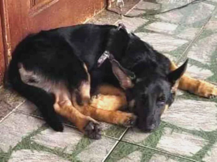 Cachorro ra a Pastor Alemão  idade 1 ano nome Brehme