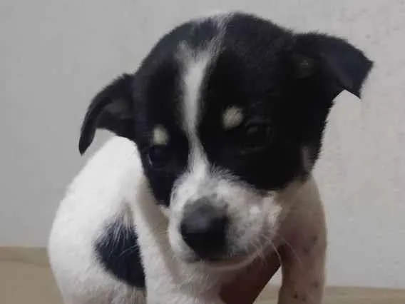 Cachorro ra a Srd idade Abaixo de 2 meses nome Todynho 