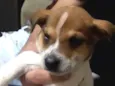 Caramelo 