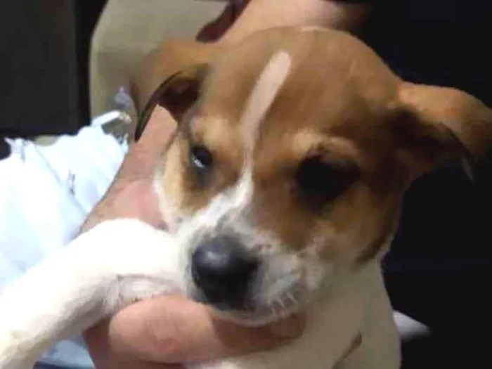 Cachorro ra a Srd idade Abaixo de 2 meses nome Caramelo 