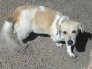 Cachorro raça  idade 1 ano nome Nanda