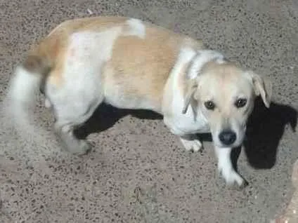 Cachorro ra a  idade 1 ano nome Nanda