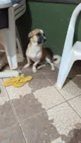 bobi