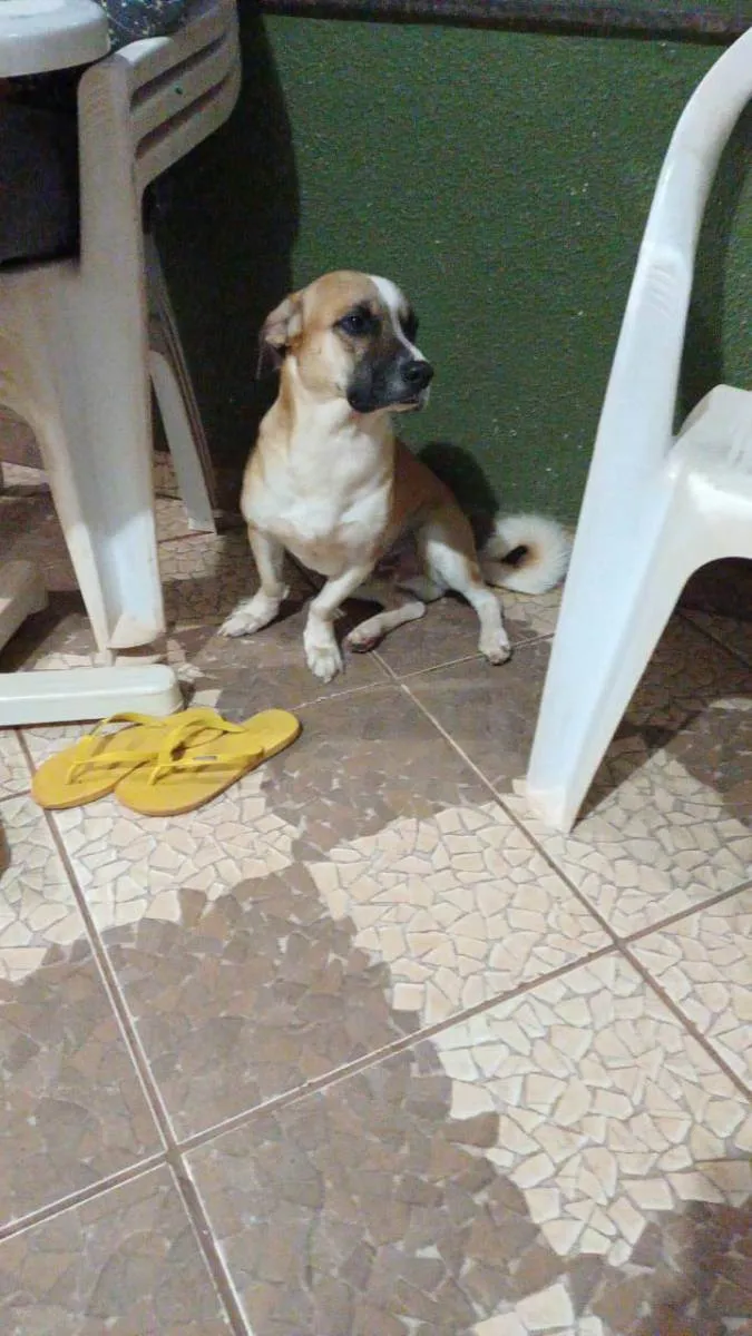 Cachorro raça não definida idade 2 anos nome bobi