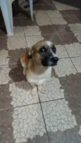 bobi