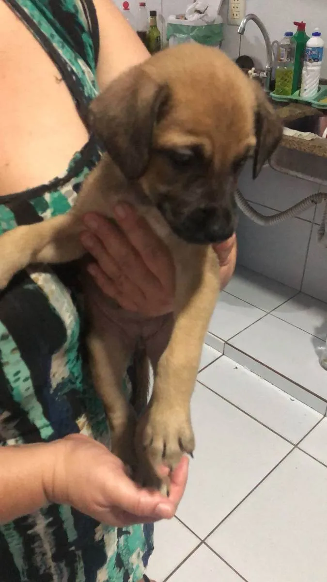 Cachorro ra a SDR idade Abaixo de 2 meses nome Sem nome