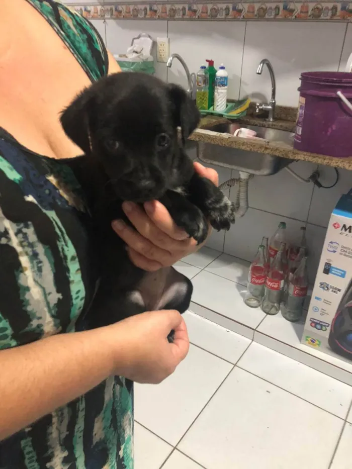 Cachorro ra a SDR idade Abaixo de 2 meses nome Sem nome