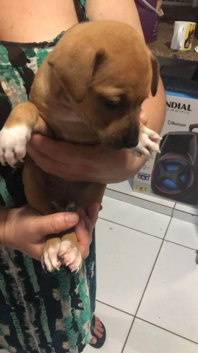 Cachorro ra a SDR idade Abaixo de 2 meses nome Sem nome