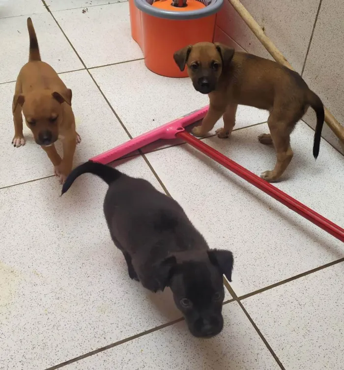 Cachorro ra a SDR idade Abaixo de 2 meses nome Sem nome