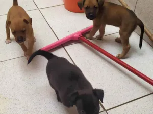 Cachorro raça SDR idade Abaixo de 2 meses nome Sem nome