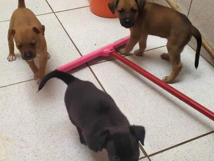 Cachorro ra a SDR idade Abaixo de 2 meses nome Sem nome