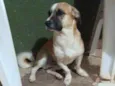bobi
