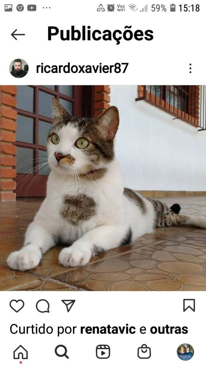 Gato ra a siames idade 3 anos nome Nikita