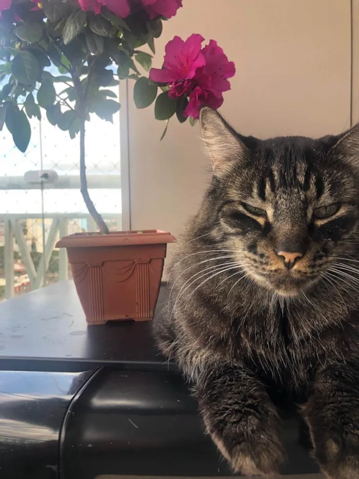 Gato ra a ND idade 5 anos nome João 