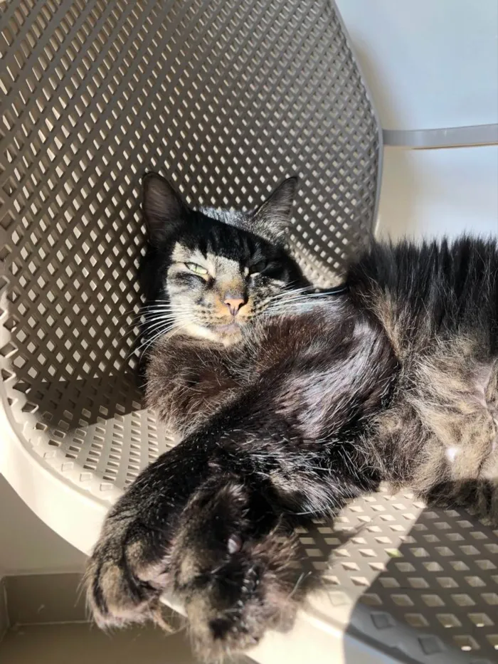 Gato ra a ND idade 5 anos nome João 
