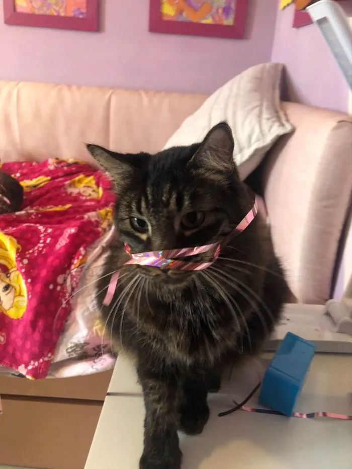 Gato ra a ND idade 5 anos nome João 