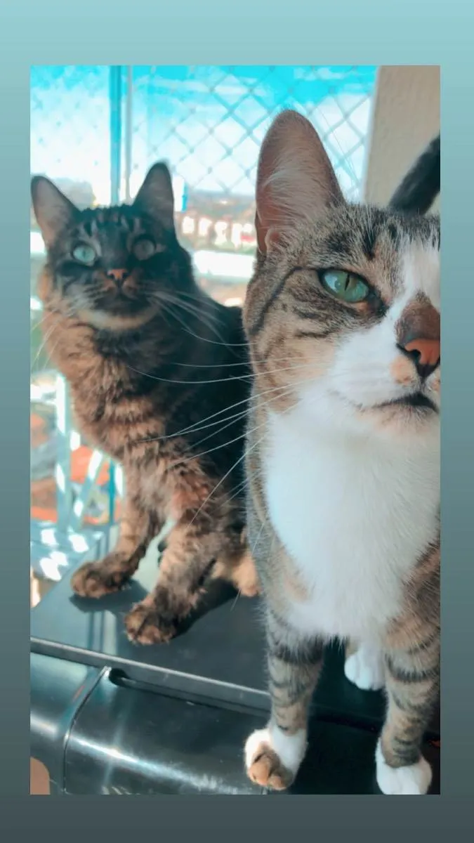 Gato ra a ND idade 5 anos nome João 