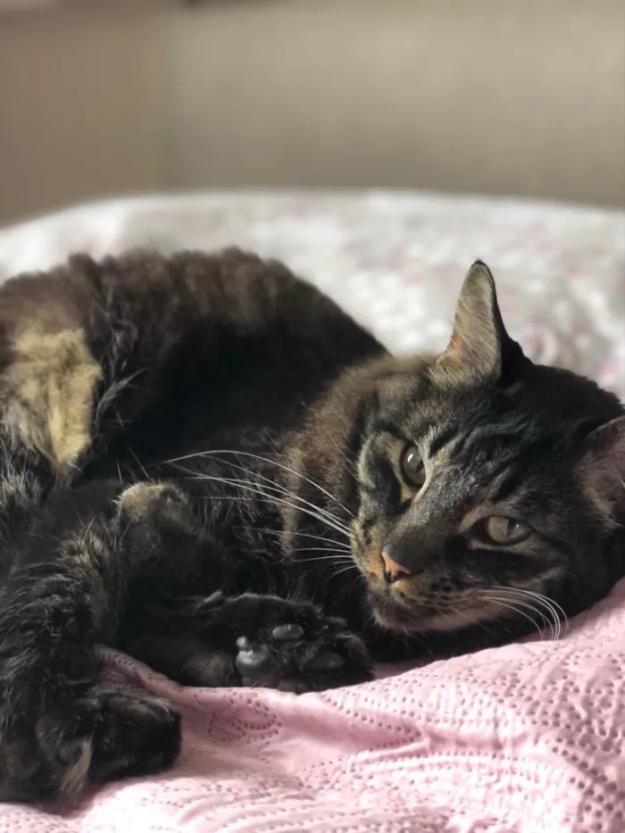 Gato ra a ND idade 5 anos nome João 