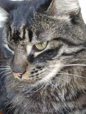Gato raça ND idade 5 anos nome João 
