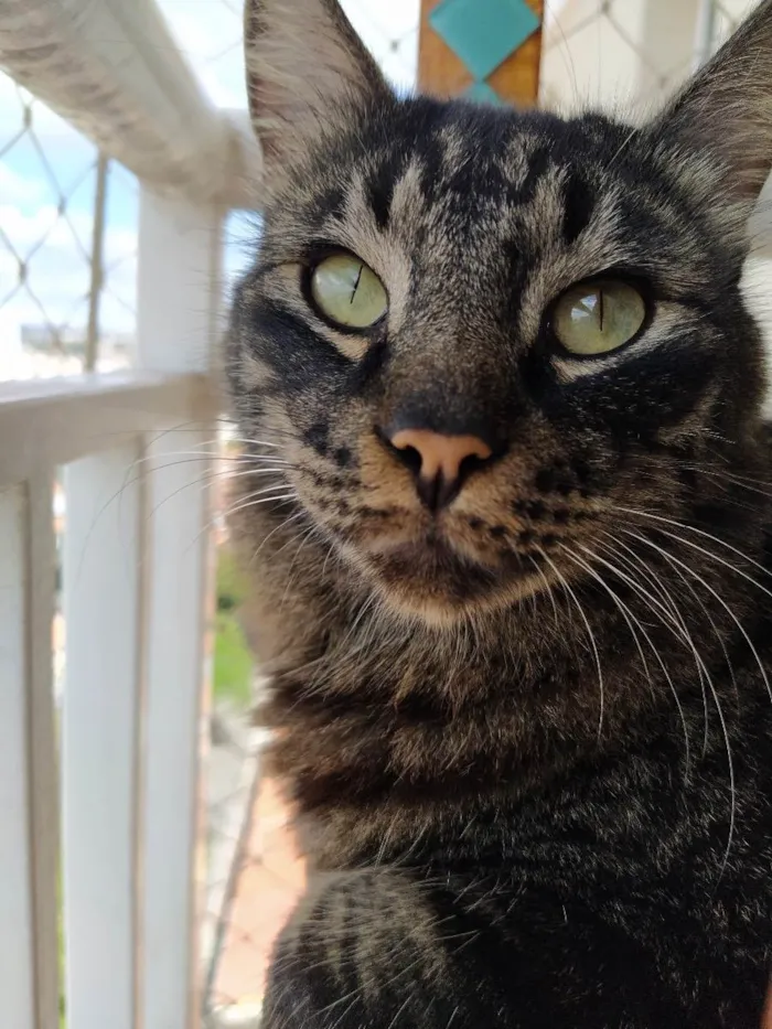 Gato ra a ND idade 5 anos nome João 