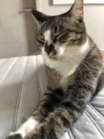 Mel