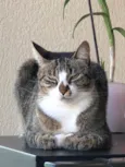 Mel