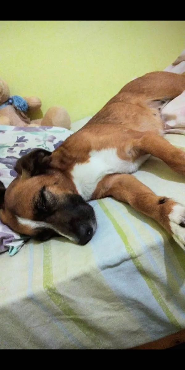 Cachorro ra a vira lata  idade 6 ou mais anos nome Safira