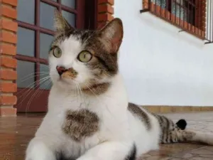 Gato raça siames idade 3 anos nome Nikita