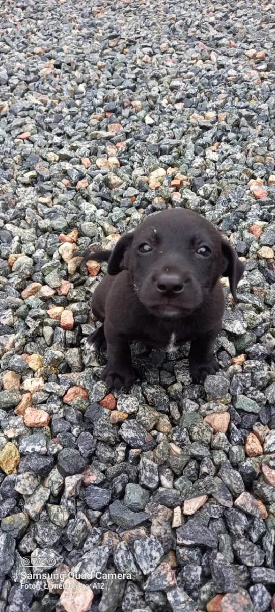 Cachorro ra a  idade 2 a 6 meses nome LiLi