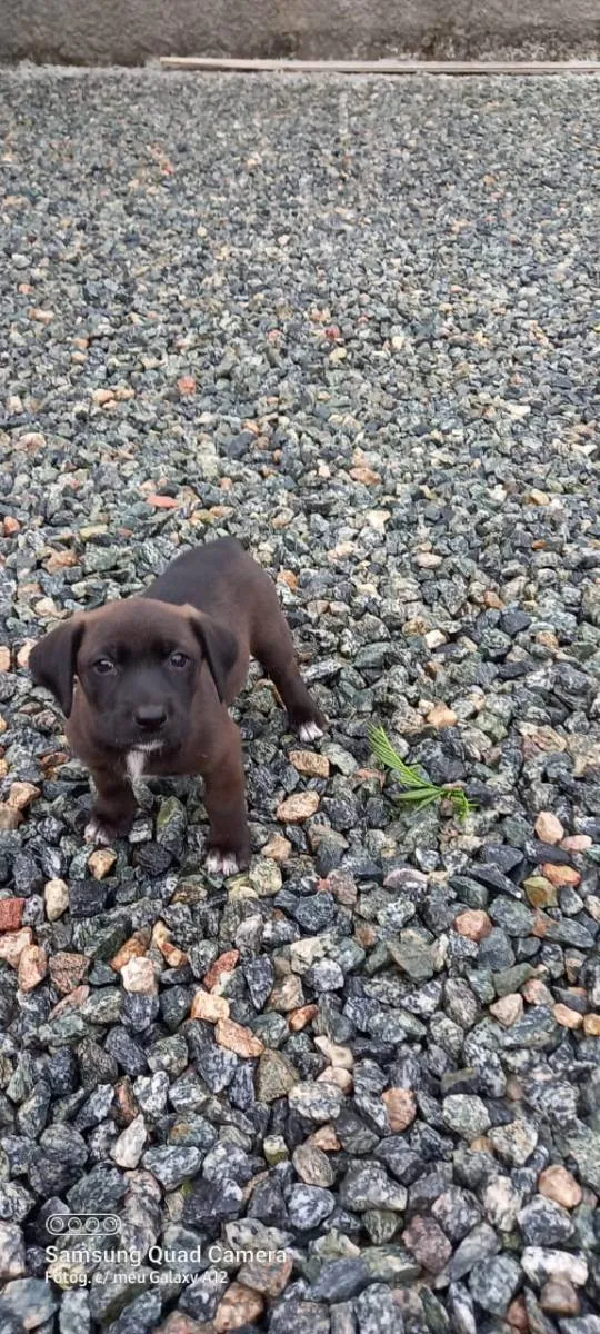 Cachorro ra a  idade 2 a 6 meses nome LiLi