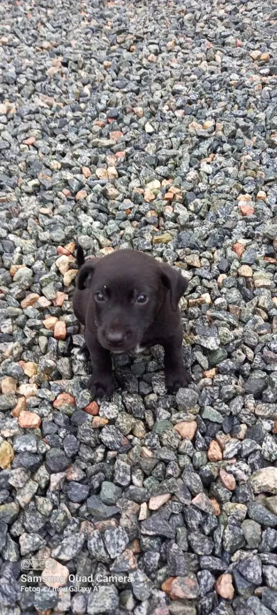 Cachorro ra a  idade 2 a 6 meses nome LiLi