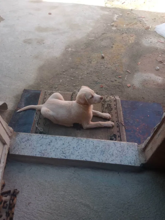 Cachorro raça Viralata idade 2 a 6 meses nome Salmao