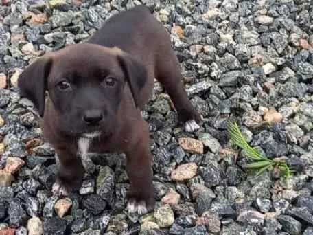 Cachorro ra a  idade 2 a 6 meses nome LiLi